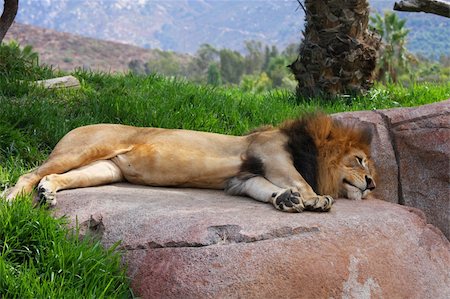 simsearch:400-08977855,k - A male lion sleeping on a rock Stockbilder - Microstock & Abonnement, Bildnummer: 400-05699351