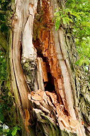 spruce tree bark - Old alive decayed tree in the forest Stock Photo - Budget Royalty-Free & Subscription, Code: 400-05699437