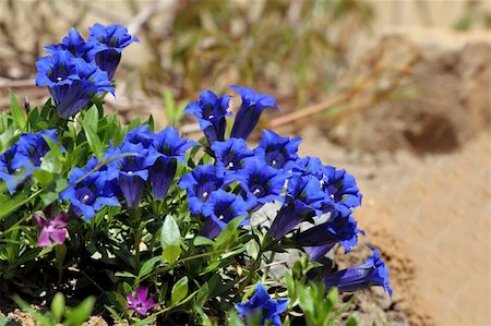 spring alpine flower - Trumpet gentian, blue spring flower in garden Stock Photo - Budget Royalty-Free & Subscription, Code: 400-05699444