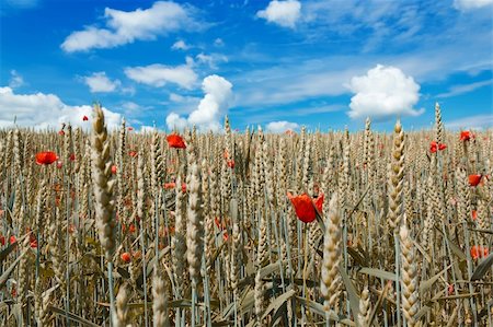 simsearch:400-06760836,k - golden wheat with red poppy in the blue sky background Photographie de stock - Aubaine LD & Abonnement, Code: 400-05699440