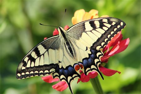 radodn (artist) - butterfly on flower in the garden Fotografie stock - Microstock e Abbonamento, Codice: 400-05699481