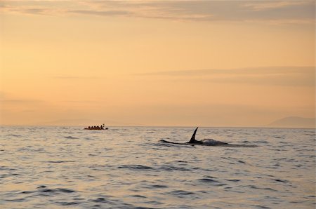 killer whale swimming next to a boat at sunset time in the pacific ocean off Victoria, B.C. Foto de stock - Super Valor sin royalties y Suscripción, Código: 400-05699503