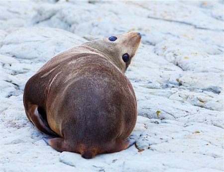 simsearch:400-06094384,k - A Hooker's Seal Lion resting on a rock on the New Zealand coast. Fotografie stock - Microstock e Abbonamento, Codice: 400-05690052