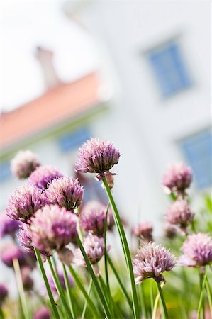 Purple Leek with short focal depth Stock Photo - Budget Royalty-Free & Subscription, Code: 400-05690125