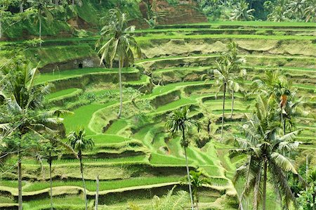 Rice terraces in Bali, Indonesia Stock Photo - Budget Royalty-Free & Subscription, Code: 400-05690310