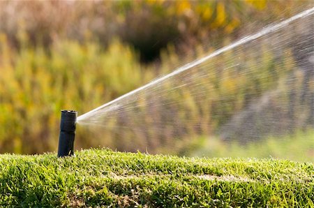 Sprinkler watering a lawn during a sunny day Stock Photo - Budget Royalty-Free & Subscription, Code: 400-05690372