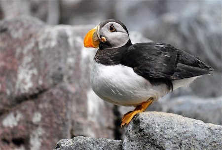 The Atlantic Puffin (Fratercula arctica) is a seabird species in the auk family. It is a pelagic bird that feeds primarily by diving for fish, but also eats other sea creatures, such as squid and crustaceans. Photographie de stock - Aubaine LD & Abonnement, Code: 400-05690394