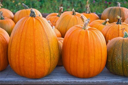 simsearch:400-04008520,k - Several large pumpkins on the farmer's market Stock Photo - Budget Royalty-Free & Subscription, Code: 400-05690479