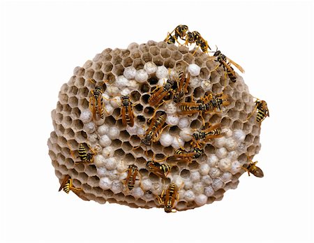 simsearch:640-02770439,k - Wasp nest isolated on white, with wasps working and feeding the larvae. Also visibles some eggs in the cells. With clipping path. Foto de stock - Super Valor sin royalties y Suscripción, Código: 400-05690654