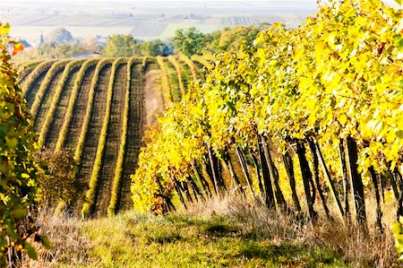 phbcz (artist) - vineyards in autumn, Unterretzbach, Lower Austria, Austria Stockbilder - Microstock & Abonnement, Bildnummer: 400-05690705