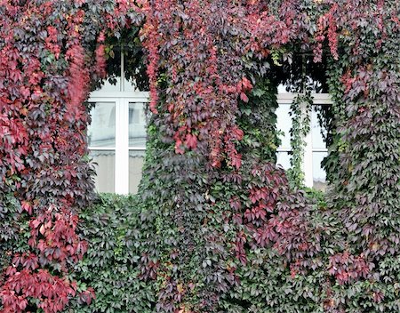 simsearch:845-02725410,k - House wall, twined wild grapes, autumn colors. Photographie de stock - Aubaine LD & Abonnement, Code: 400-05690820