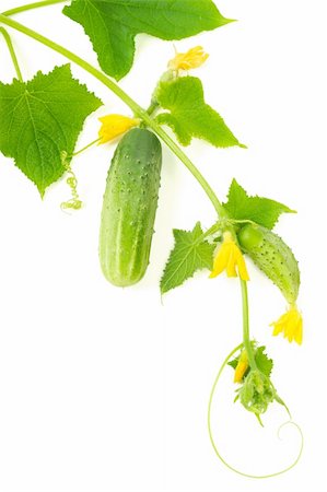 simsearch:400-04823439,k - Cucumbers growing on a vine on pure white background Stock Photo - Budget Royalty-Free & Subscription, Code: 400-05690870