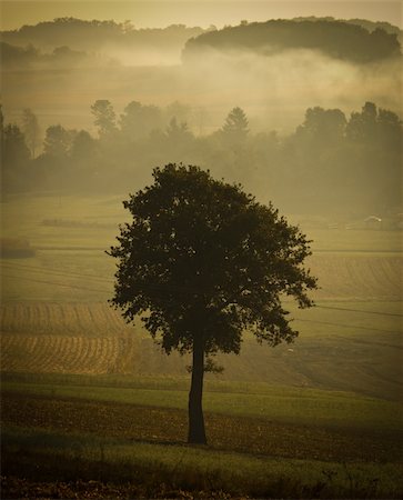 simsearch:400-05031296,k - Single tree silhouette in morning fog, vintage look Photographie de stock - Aubaine LD & Abonnement, Code: 400-05691059