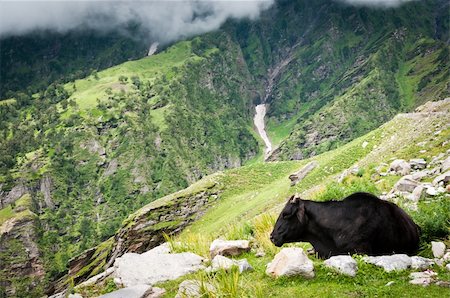 Cow on mountains pasture, with stone slope on background Stock Photo - Budget Royalty-Free & Subscription, Code: 400-05691189