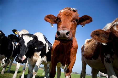 dutch cow with blue sky Foto de stock - Super Valor sin royalties y Suscripción, Código: 400-05691875