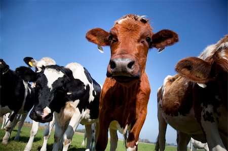 dutch cow with blue sky Photographie de stock - Aubaine LD & Abonnement, Code: 400-05691875