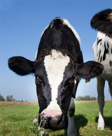 dutch cow in detail with blue sky Foto de stock - Super Valor sin royalties y Suscripción, Código: 400-05691876