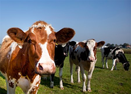 dutch cow in detail with blue sky Stock Photo - Budget Royalty-Free & Subscription, Code: 400-05691871
