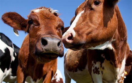 dutch cow in detail with blue sky Foto de stock - Super Valor sin royalties y Suscripción, Código: 400-05691872