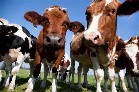 dutch cow in detail with blue sky Foto de stock - Super Valor sin royalties y Suscripción, Código: 400-05691873