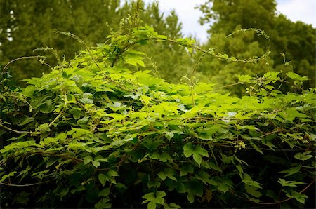 simsearch:625-01041031,k - Bush green ivy in the forest or garden Photographie de stock - Aubaine LD & Abonnement, Code: 400-05692561