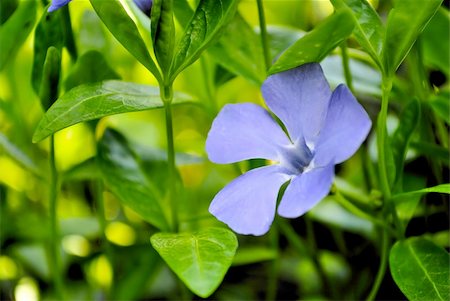 pervenche - Periwinkle growing in the spring forest of green grass Photographie de stock - Aubaine LD & Abonnement, Code: 400-05692660