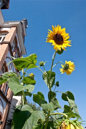 simsearch:400-07036242,k - Brilliant sunflowers in summer Photographie de stock - Aubaine LD & Abonnement, Code: 400-05692662