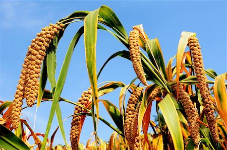 Ripe millet crops in the fields in autumn Foto de stock - Super Valor sin royalties y Suscripción, Código: 400-05692692