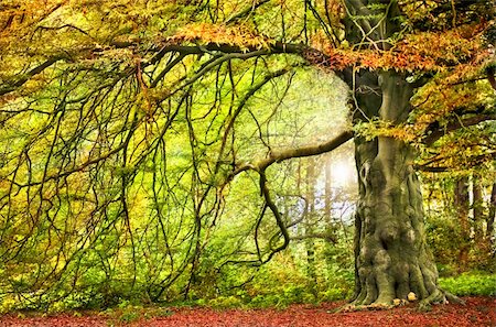 Big autumnal tree with  overhanging branch Fotografie stock - Microstock e Abbonamento, Codice: 400-05692863