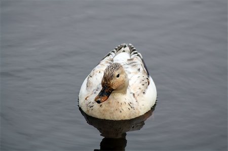 simsearch:400-07123660,k - ducks on a lake Stockbilder - Microstock & Abonnement, Bildnummer: 400-05693197