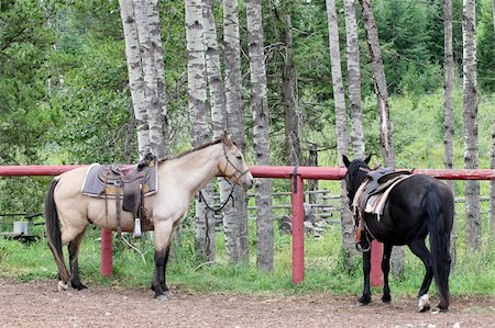 steigbügel - Two horses ready to go on a trail ride Stockbilder - Microstock & Abonnement, Bildnummer: 400-05693278