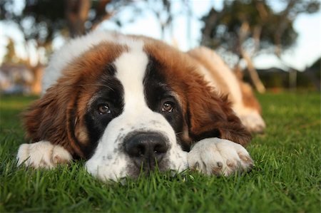 Adorable Saint Bernard Purebred Puppy Stock Photo - Budget Royalty-Free & Subscription, Code: 400-05693346