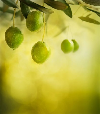 smelling old people - Summer olives design background with fresh olive branch and bokeh lights Stock Photo - Budget Royalty-Free & Subscription, Code: 400-05693365