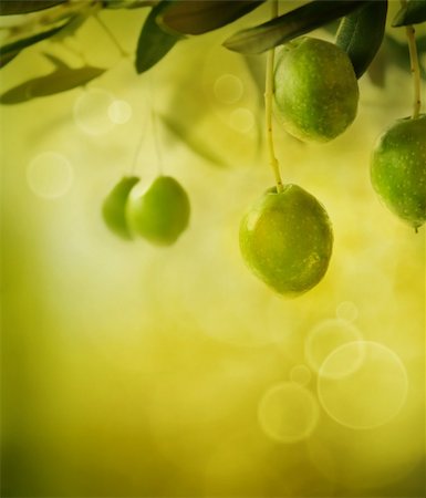 smelling old people - Summer olives design background with fresh olive branch and bokeh lights Stock Photo - Budget Royalty-Free & Subscription, Code: 400-05693366