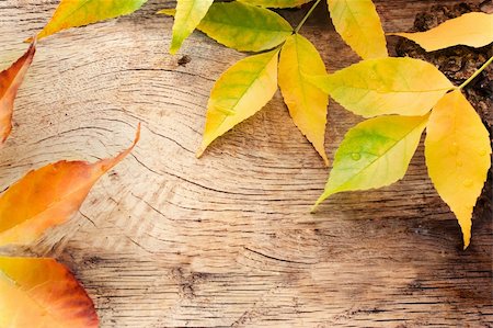 Autumn forest background. Acorns on tree bark and autumn colorful leaves. with copyspace Stock Photo - Budget Royalty-Free & Subscription, Code: 400-05693362
