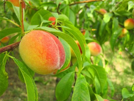 peach farm - fresh peaches on the peach tree in the garden Stock Photo - Budget Royalty-Free & Subscription, Code: 400-05693495