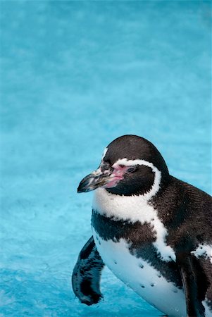 Magellanic Penguin, Spheniscus magellanicus, or South American penguin on blue water background Stockbilder - Microstock & Abonnement, Bildnummer: 400-05693673