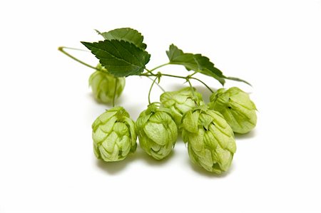 Hops isolated on a white background Stock Photo - Budget Royalty-Free & Subscription, Code: 400-05693682