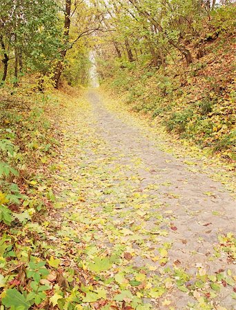 simsearch:400-04702280,k - Road from the sett in the autumnal forest Stockbilder - Microstock & Abonnement, Bildnummer: 400-05693738