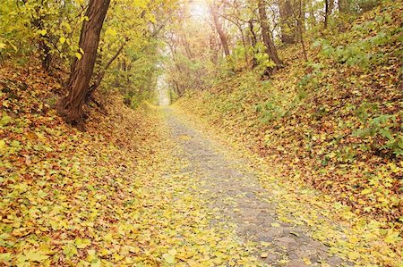 simsearch:400-05693840,k - Road from the sett in the autumnal park Stock Photo - Budget Royalty-Free & Subscription, Code: 400-05693741