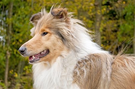 collie Photographie de stock - Aubaine LD & Abonnement, Code: 400-05693742