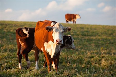 simsearch:400-04672084,k - Autumn on the pasture Fotografie stock - Microstock e Abbonamento, Codice: 400-05693750