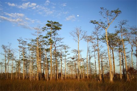 subtropical - Big Cypress National Preserve in the Florida Everglades Stock Photo - Budget Royalty-Free & Subscription, Code: 400-05704397