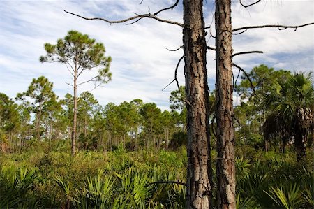 simsearch:400-05356679,k - Big Cypress National Preserve in the Florida Everglades Foto de stock - Royalty-Free Super Valor e Assinatura, Número: 400-05704398