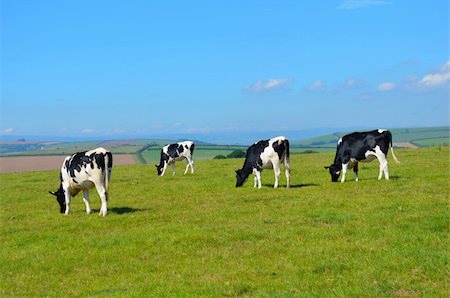 Herd of Cows grazing in a green field under a blue clear sky. Stock Photo - Budget Royalty-Free & Subscription, Code: 400-05704793