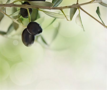 Summer olives design background with fresh olive branch and bokeh lights Stock Photo - Budget Royalty-Free & Subscription, Code: 400-05705097