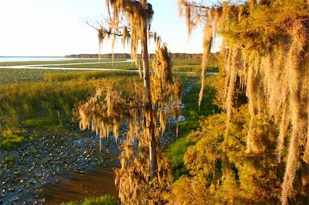 Spanish Moss sways in the wind in a swamp of central Florida. Photographie de stock - Aubaine LD & Abonnement, Code: 400-05705129