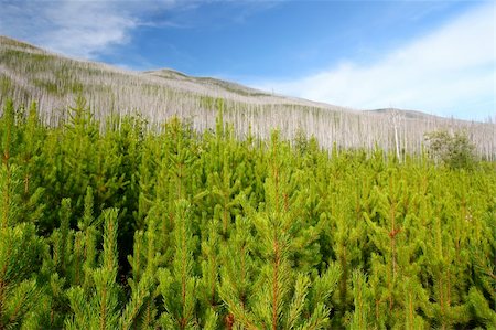 simsearch:400-05373667,k - Small pines emerge in the wake of a forest fire in the Flathead National Forest of Montana. Photographie de stock - Aubaine LD & Abonnement, Code: 400-05705131