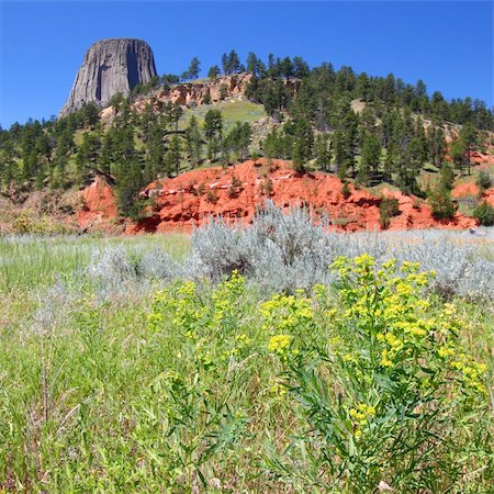 simsearch:400-05351326,k - Devils Tower National Monument rises over a field of flowers in Wyoming. Foto de stock - Royalty-Free Super Valor e Assinatura, Número: 400-05705157