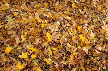 simsearch:400-04475632,k - Carpet of yellow leaves from different trees in autumn Foto de stock - Royalty-Free Super Valor e Assinatura, Número: 400-05705393